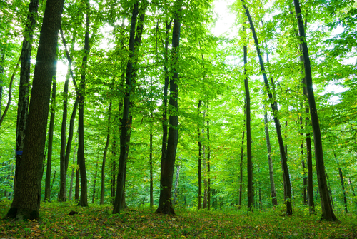 100種類の植物から抽出したフィトンチッド、森の空気が清浄な理由。