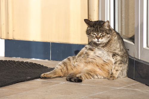 太った猫の画像。ぽっこりお腹のイメージ。
