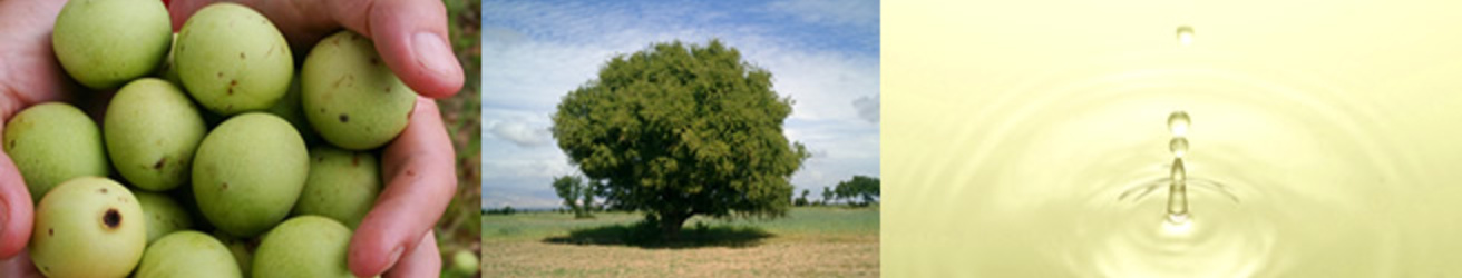 VIRCHE(ヴァーチェ)マルラオイルの原材料はマルラの木(神の木)の実のオイル。
